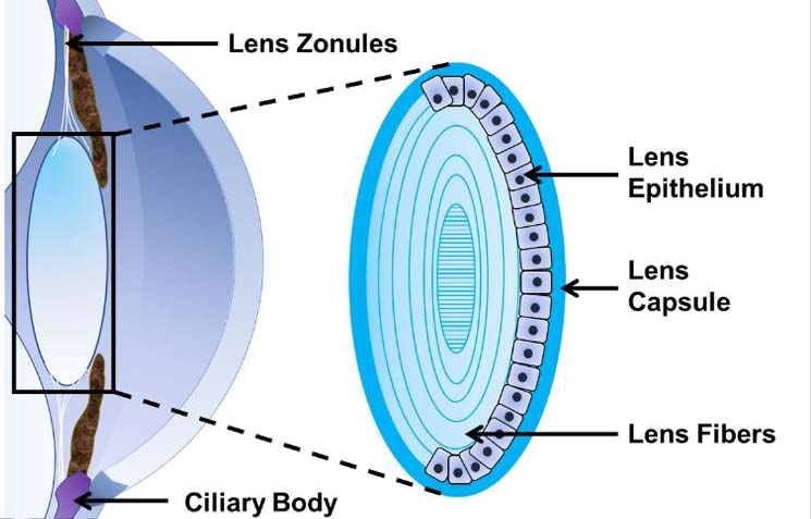 anatomi lensa mata